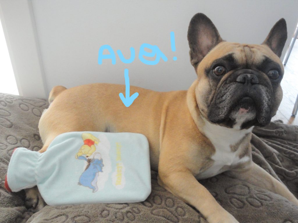 Blähungen Hund