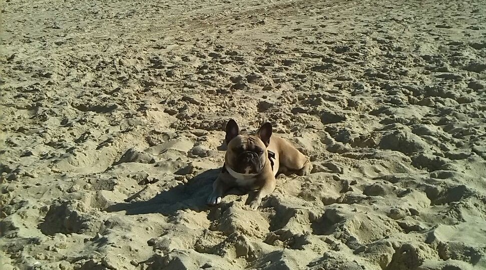 Barfen im Urlaub