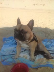 IMG_20160827_172933-2-225x300 Barfen im Urlaub