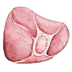 Beinscheibe_transparenter-Hintergrund_Aram-und-Abra-300x300 Fleisch
