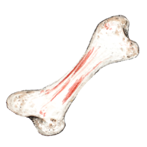Knochen_transparenter-Hintergrund_Aram-und-Abra-300x300 Fleisch