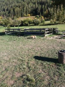 20181012_155340_resized-1-225x300 Erfahrungsbericht zum Hotel Riederhof