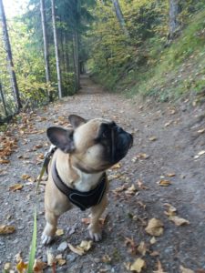 20181013_085722_resized-225x300 Erfahrungsbericht zum Hotel Riederhof