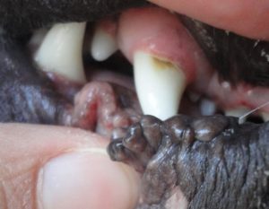 4-Wochen2-300x233 Testbericht - Zahnstein beim Hund