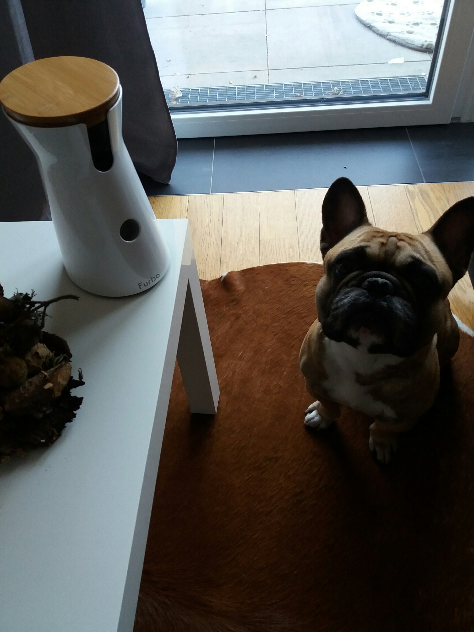 Furbo Hundekamera