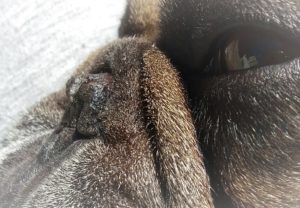 20190323_120615_2-300x208 Snout Soother Testbericht