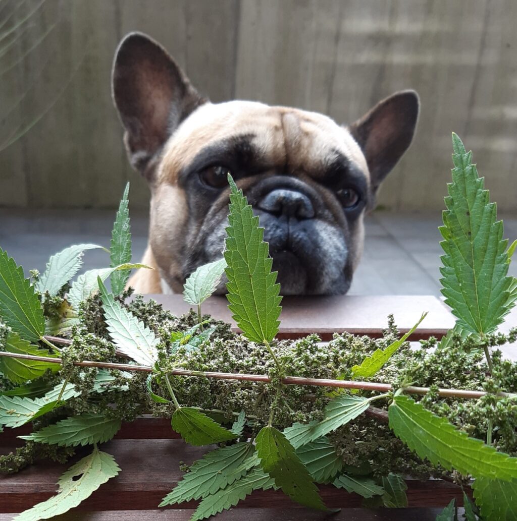 Brennnesselsamen für Hunde