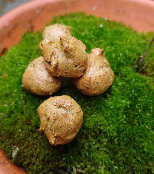 Thunfisch-Kürbis-Kekse für Hunde
